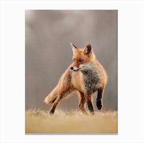 Red Fox Canvas Print