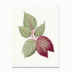Raspberry Leaf Herb William Morris Inspired Line Drawing 3 Canvas Print