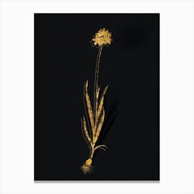 Vintage Orange Ixia Botanical in Gold on Black n.0235 Canvas Print