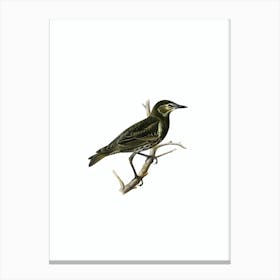 Vintage Starling Bird Illustration on Pure White n.0050 Canvas Print