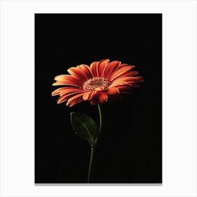 Gerbera Daisy 19 Canvas Print