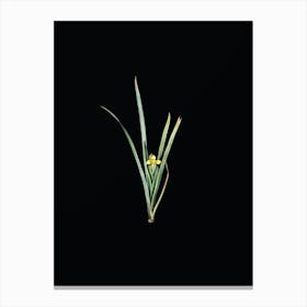 Vintage Yellow Iris Botanical Illustration on Solid Black n.0466 Canvas Print