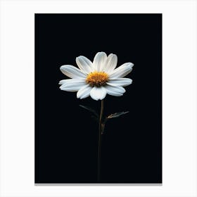 Daisy 5 Canvas Print