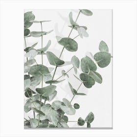 Eucalyptus_2198217 Canvas Print