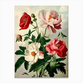 Peonies 14 Canvas Print