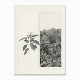 Honeysuckle Flower Photo Collage 2 Canvas Print