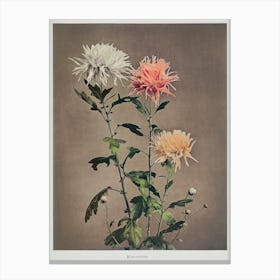 Kin–Sui–Ro, Hand Colored Collotype From Some Japanese Flowers (1896), Kazumasa Ogawa Canvas Print