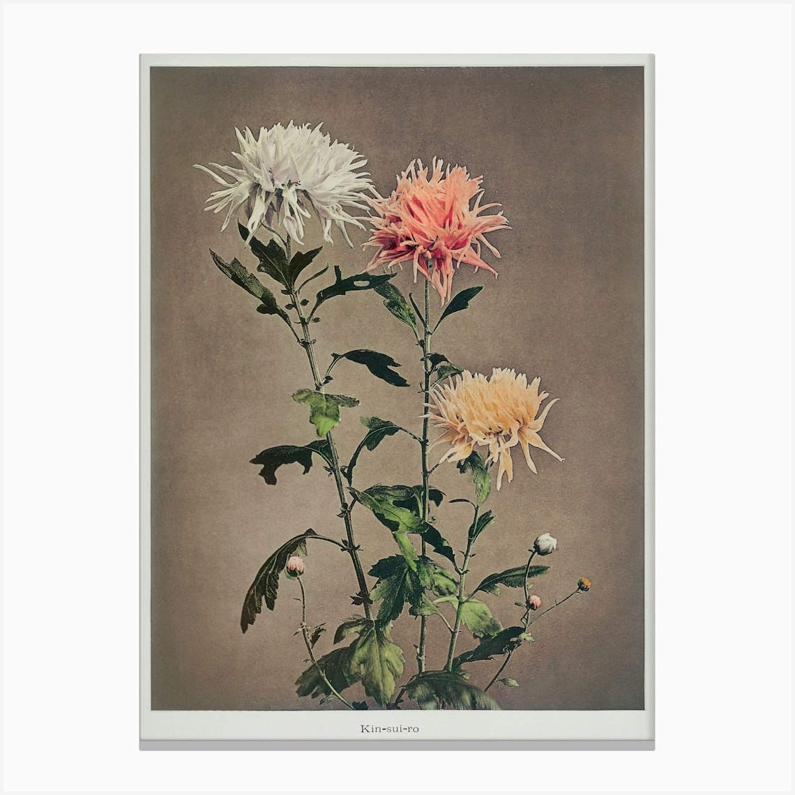 Kin–Sui–Ro, Hand Colored Collotype From Some Japanese Flowers (1896), Kazumasa Ogawa Leinwandbild
