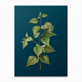 Vintage Black Birch Botanical Art on Teal Blue n.0010 Canvas Print