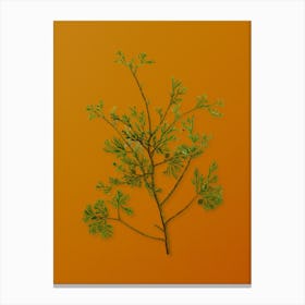 Vintage Atlantic White Cypress Botanical on Sunset Orange n.0408 Canvas Print