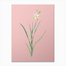 Vintage Ixia Anemonae Flora Botanical on Soft Pink n.0971 Canvas Print