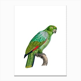 Vintage Southern Mealy Amazon Parrot Bird Illustration on Pure White n.0035 Canvas Print