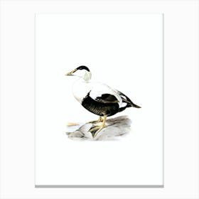 Vintage Common Eider Duck Bird Illustration on Pure White n.0071 Canvas Print