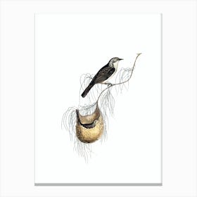 Vintage Lanceolate Honeyeater Bird Illustration on Pure White n.0179 Canvas Print