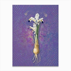 Vintage Iris Persica Botanical Illustration on Veri Peri n.0588 Canvas Print