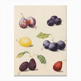 Plums 1 Canvas Print