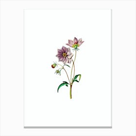 Vintage Dwarf Dahlia Botanical Illustration on Pure White n.0858 Canvas Print