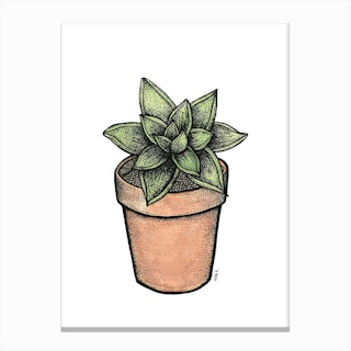 Succulent In A Small Pot Canvas Print