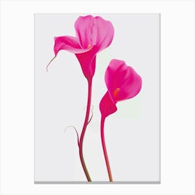 Hot Pink Calla Lily 1 Canvas Print