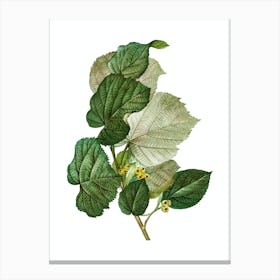 Vintage Linden Tree Branch Botanical Illustration on Pure White n.0373 Canvas Print