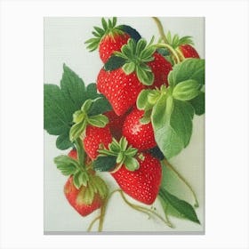 Alpine Strawberries, Plant, Crayon Canvas Print