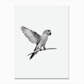 Parrot B&W Pencil Drawing 2 Bird Canvas Print