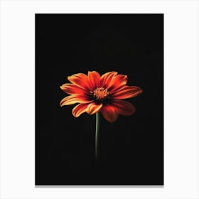 Daisy 14 Canvas Print