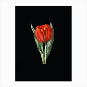 Vintage Gesner's Tulip Branch Botanical Illustration on Solid Black n.0147 Canvas Print