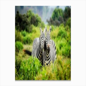 Zebras In The Wild Canvas Print