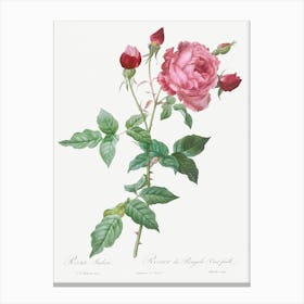 Provence Rose, Pierre Joseph Redoute Canvas Print