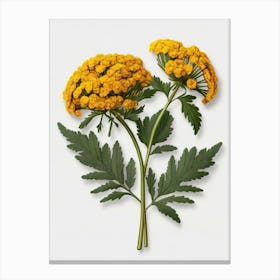 Chamomile Canvas Print