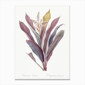 Cordyline Fruticosa Illustration From Les Liliacées, Pierre Joseph Redouté Canvas Print