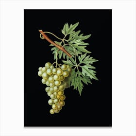 Vintage Grape Vine Botanical Illustration on Solid Black n.0524 Canvas Print