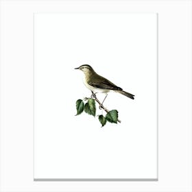 Vintage Willow Warbler Bird Illustration on Pure White n.0227 Canvas Print