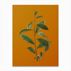 Vintage Grey Willow Botanical on Sunset Orange n.0260 Canvas Print