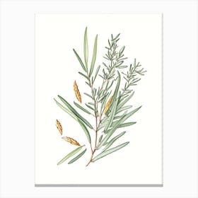 Tarragon Spices And Herbs Pencil Illustration 1 Canvas Print