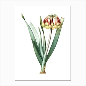 Vintage Knysna Lily Botanical Illustration on Pure White n.0642 Canvas Print