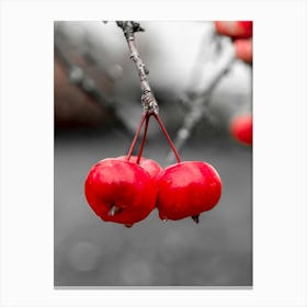 Red Apples On A Branch Canvas Print