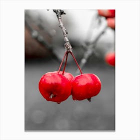 Red Apples On A Branch Botanical Photography Canvas Print