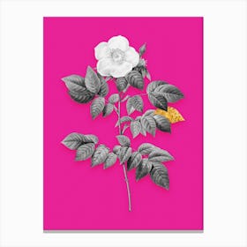 Vintage Leschenaults Rose Black and White Gold Leaf Floral Art on Hot Pink n.1107 Canvas Print
