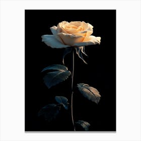 White Rose On Black Background 6 Canvas Print