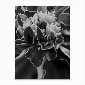 Marigold Close Up BW Canvas Print