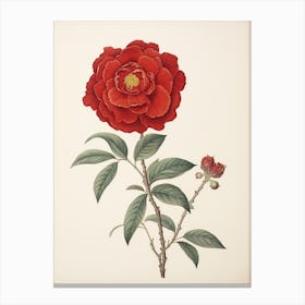 Higanatsu Red Camellia2 Vintage Japanese Botanical Canvas Print