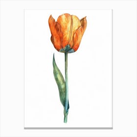 Orange Tulip 1 Canvas Print