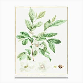 Stuartia Malacodendron, Pierre Joseph Redoute Canvas Print