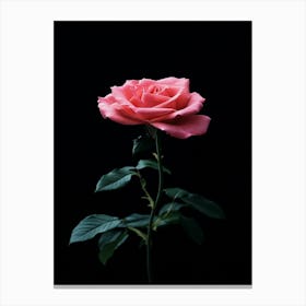 Pink Rose On Black Background 60 Canvas Print