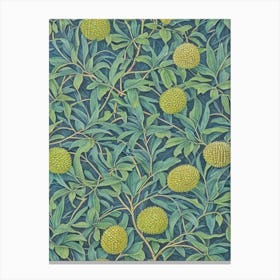 Durian 2 Vintage Botanical Fruit Canvas Print