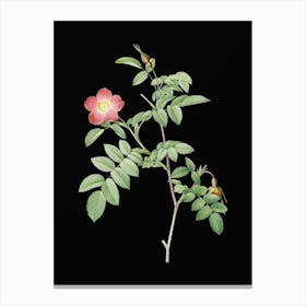 Vintage Pink Alpine Rose Botanical Illustration on Solid Black n.0717 Canvas Print