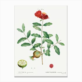 Pomegranate, Pierre Joseph Redoute 1 Canvas Print