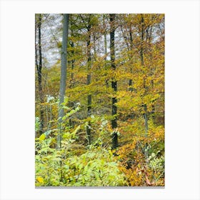 Autumn In The Woods 11 Canvas Print